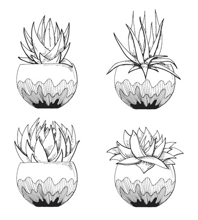 Sketch of succulents in pots. Vector illustration of a sketch style.のイラスト素材