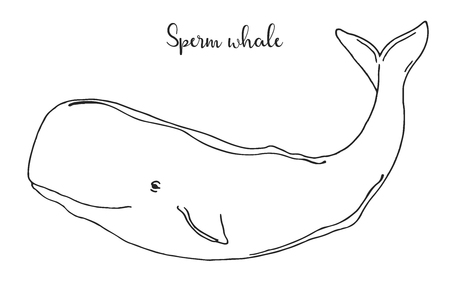 Hand drawn sperm whale. Vector illustration in sketch styleのイラスト素材