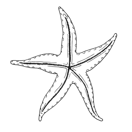 Hand drawn starfish. Vector illustration in sketch styleのイラスト素材