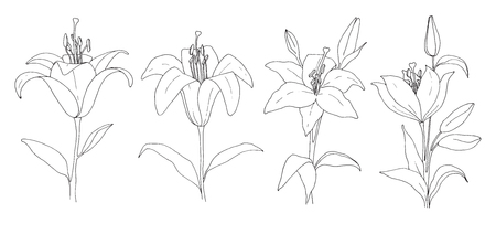 Sketch of flowers. Lily isolated on white background. Vector illustrationのイラスト素材