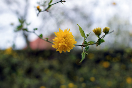 Small yellow flower close up with bokeh effect.の写真素材
