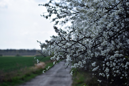 "Prunus spinosa" - blackthorn. Sloe white flowers close up photohraphy with dirty road background.の写真素材