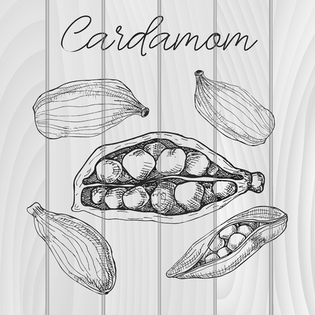 Cardamom isolated on wooden background. Hand drawn vector illustration.のイラスト素材