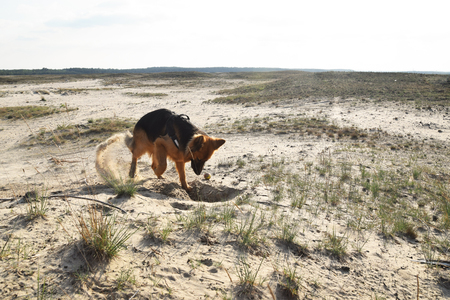 Young German Shepherd on the sand. Bledow Desert, Silesia, Poland.の写真素材