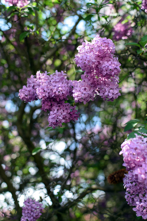 Florescence of Syringa vulgaris (common lilac) springtime. lilac blooming, Spring.の写真素材