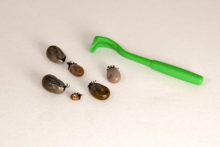 Tick hook, and Ixodes ricinus filled with blood. Castor bean tick. Close up isolated on white backgroundの写真素材