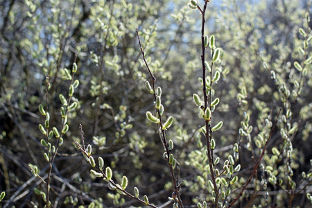 Pussy-willow branches with catkins. Springtime, Spring.