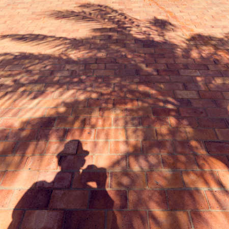 Shadows of a man and a palm tree on a brick wall.の写真素材