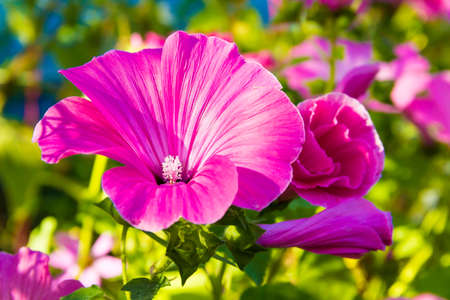 Close up shot of flower in natural surroundings.