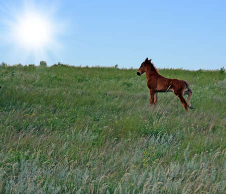 ponyの写真素材