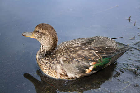 mallardの写真素材