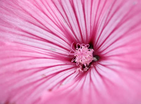 phloxの写真素材