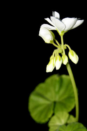  white geraniumの写真素材