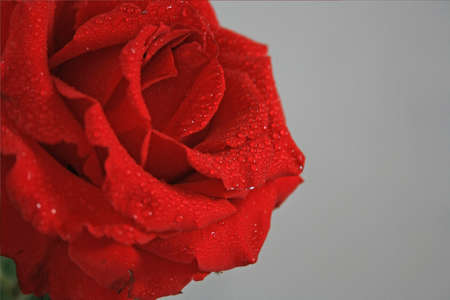 red roseの写真素材