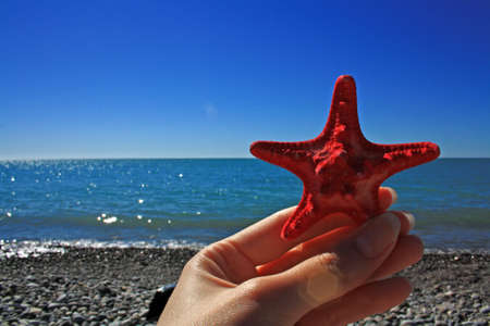 red starfish on the sea backgroundの写真素材