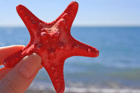starfish on the sea backgroundの写真素材