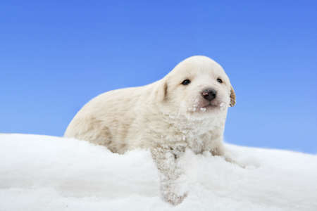 little puppy in snowdriftの写真素材