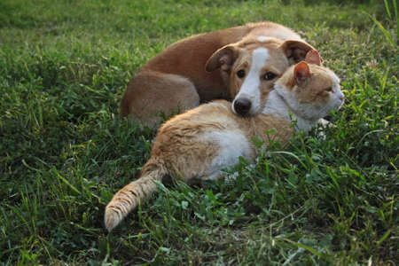 cat and dog lie together