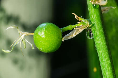 Sansevieria fruitの写真素材