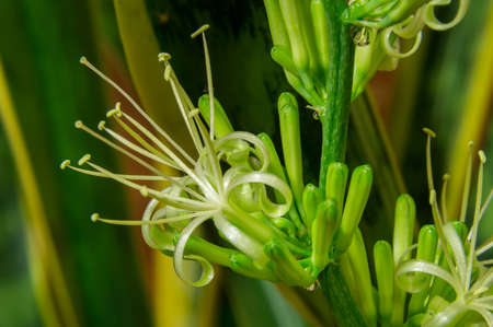 Sansevieria bloomの写真素材