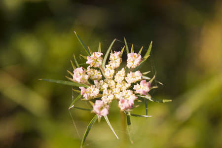 natural flower