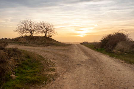 crossroads at sunset with two trees in the backgroundの写真素材