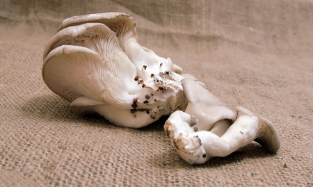 oyster mushroom closeupの写真素材