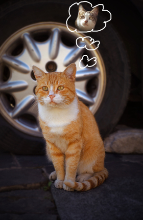 homeless cat dreaming about another catの写真素材