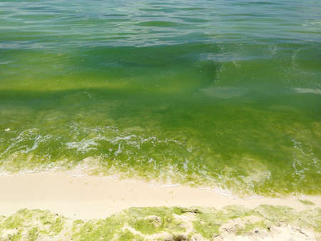 So calm si green.