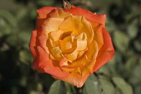 Close up of a asagumo rose