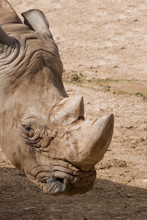 Wild rhino in african natural reserveの写真素材