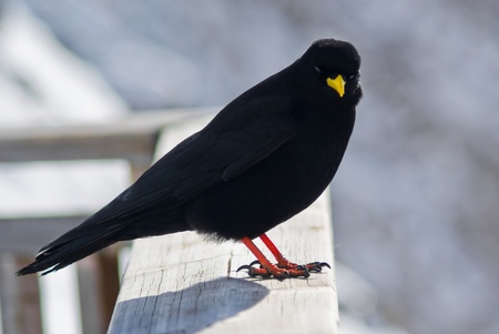 Alpine Chough in the Dolomites, Italyの写真素材