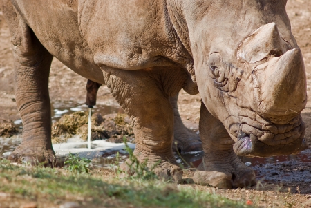 Wild rhino peeing in african natural reserveの写真素材