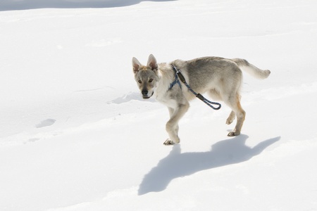 Dog walking on snow
