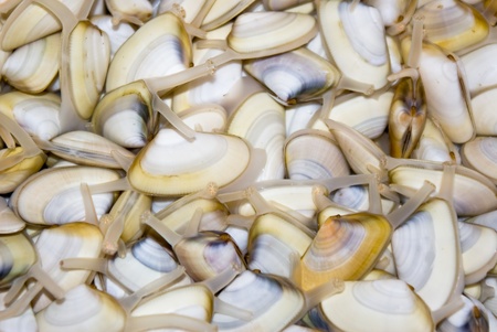 Close-up of cockles livesの写真素材