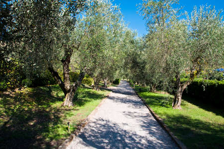 Details of an avenue among the olive treesの写真素材