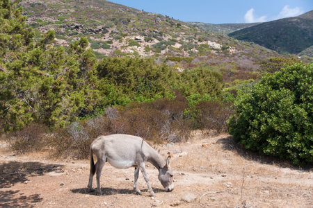 Typical donkey at Asinara island in Sardinia, Italyの写真素材