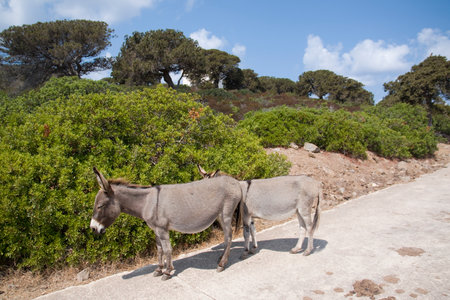 Typical donkeys at Asinara island in Sardinia, Italy
