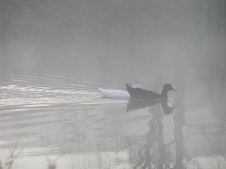 Two ducks swimming across a pond one foggy morning.の写真素材