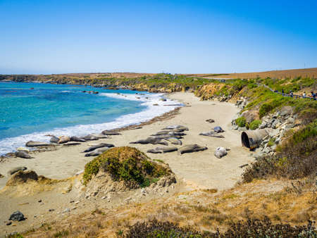 California, USA, Northern Elephant Seals (Mirounga angustirostris) in Piedras Blancas State Marine beach, at the end of the Big Sur coast, on highway 1 near San Simeon.の写真素材