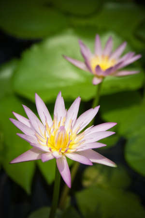 lotus in poolの写真素材