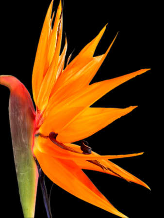 Orange flower on black background