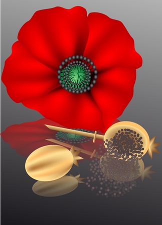 poppy seeds with poppy flower on a dark backgroundのイラスト素材