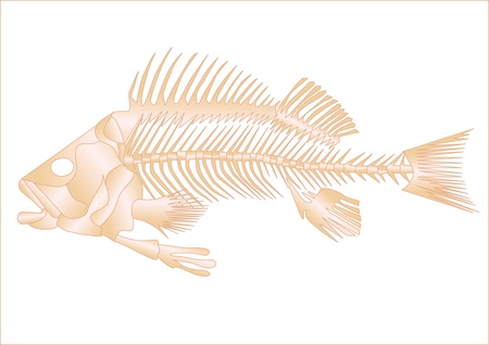 fish skeleton isolated on the white backgroundのイラスト素材