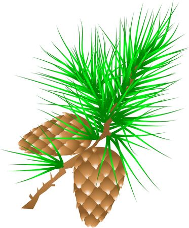 fir cones on spruce branch isolated on whiteのイラスト素材