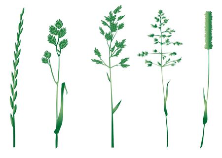 set of grasses silhouettes isolated on white のイラスト素材