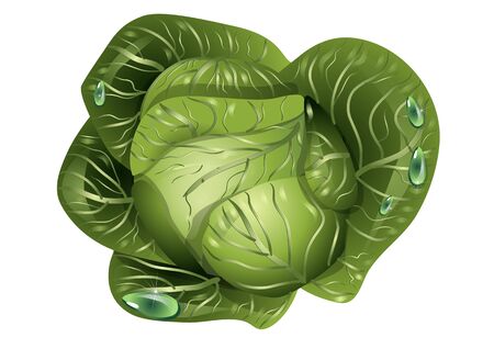 cabbage with drops of water のイラスト素材