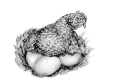hen with eggs isolated on white  pencil drawingの写真素材