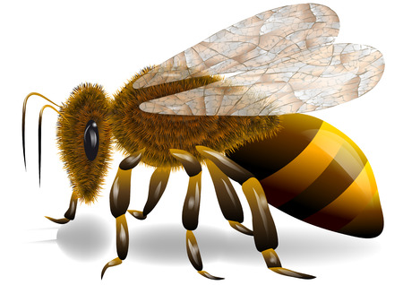 bee on a white backgroundのイラスト素材