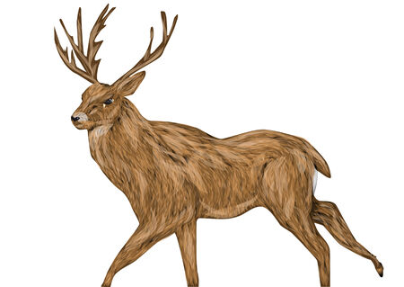 whitetail buck isolated on a white backgroundのイラスト素材